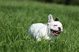 BOULEDOGUE FRANCAIS 715
